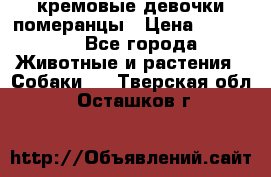 кремовые девочки померанцы › Цена ­ 30 000 - Все города Животные и растения » Собаки   . Тверская обл.,Осташков г.